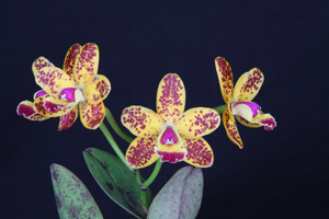 C. Cheetah Freckles 'Diamond Orchids' AM 81 pts.